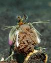 36 Mantis Shrimp